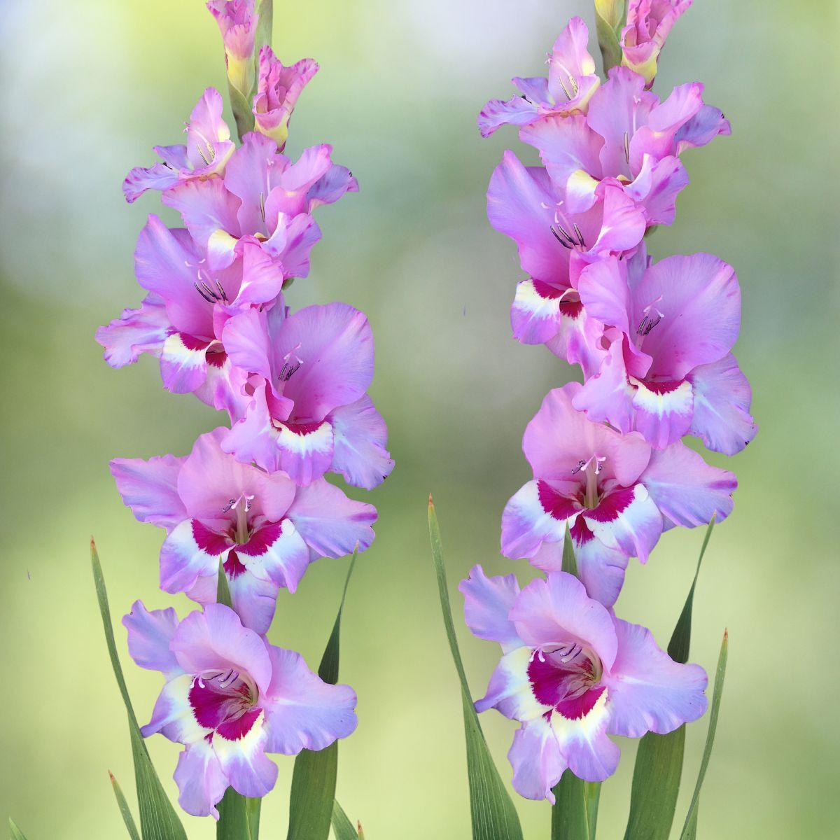 Gladiolus- Zamora